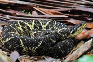 veneno-de-cobra-brasileira-contem-molecula-que-bloqueia-coronavirus