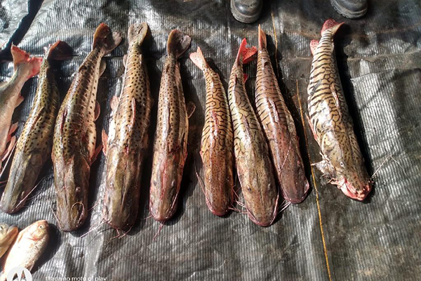 Batalhão Ambiental prende homem com 30 kg de pescado irregular em MT