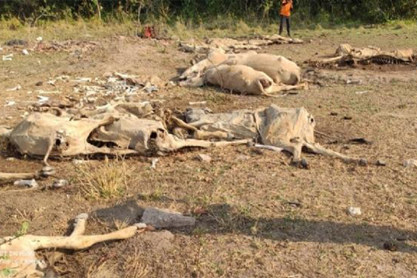 Gado morre de fome e sede em fazenda; polícia investiga maus-tratos