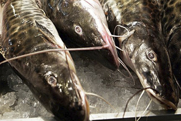 Pescador é preso após ser flagrado com 4 pintados em Cáceres