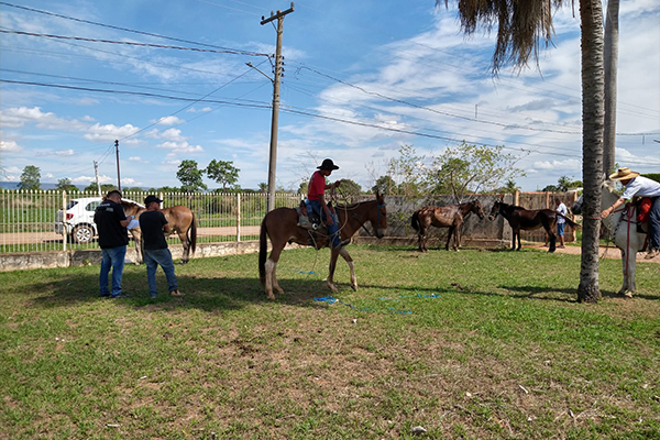 Prefeitura apreende nove cavalos soltos na rua das Maravilhas
