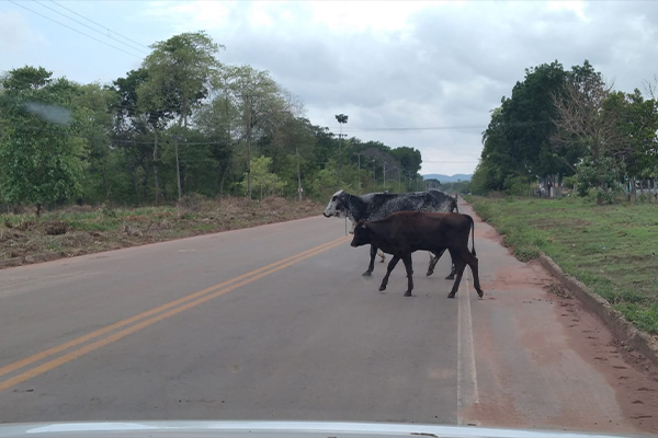 Prefeitura intensifica fiscalização a animais de grande porte solto nas ruas