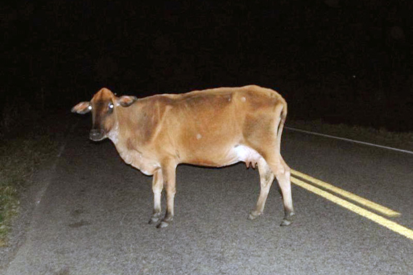 Rapaz se envolve em acidente após bater moto em vaca; caso ocorreu em Cáceres