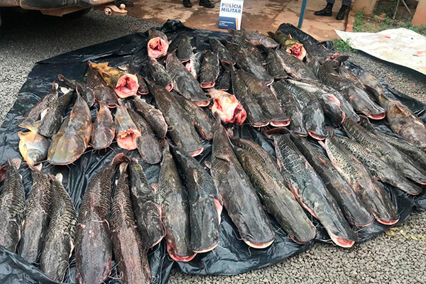 Duas pessoas são presas transportando 400 kg de pescado irregular em MT