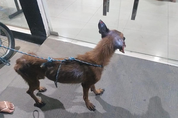 Lei determina que agressores de animais arquem com todo tratamento