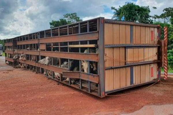 Caminhão boiadeiro tomba, animais morrem e motorista fica preso às ferragens