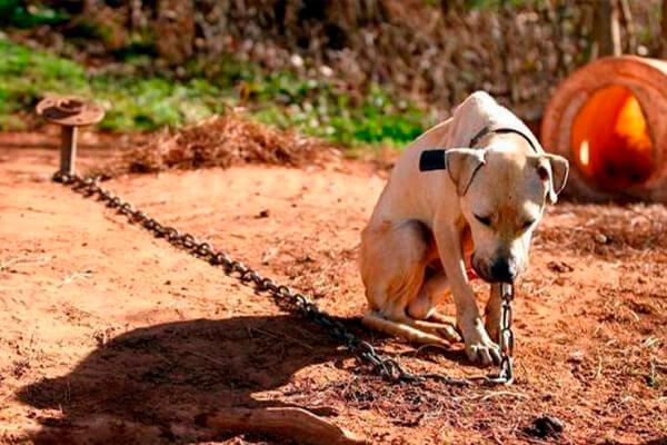 Idoso é preso acusado de matar cachorro e espancar outros cães a pauladas