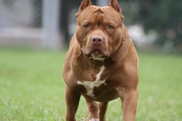 Homem-é-preso-após-atirar-em-pitbull-para-salvar-a-filha-em-MT