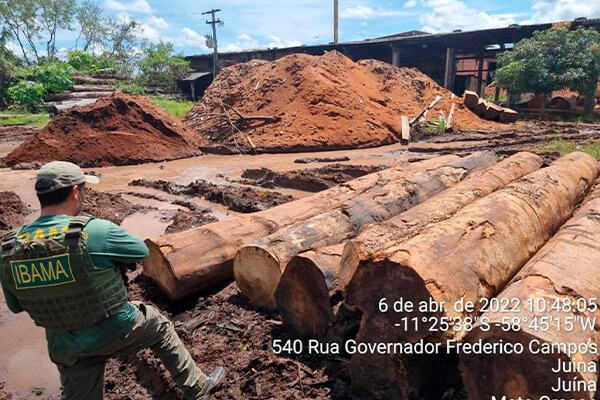 PF prende empresário com madeiras de Terra Indígena desmatada