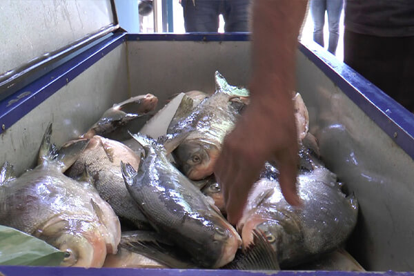 Projeto Peixe Santo supera expectativas e comercializa quase nove toneladas de pescado em Cáceres