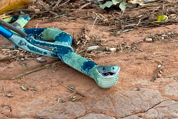 Cobra de coloração rara é resgatada em cozinha do IFMT