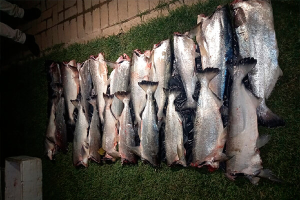 Batalhão Ambiental prende homem e apreende 129 quilos de pescado irregular