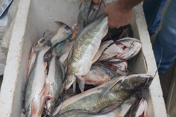 Polícia Militar apreende quase 100 quilos de pescado irregular