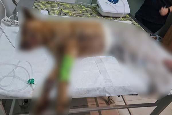 Homem é preso após colocar fogo em cachorro de estimação