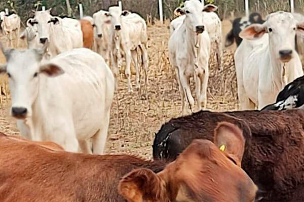 Cabeças de gado roubadas em Cáceres são recuperadas em VG