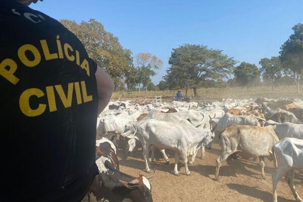 Polícia-recupera-gado-furtado-em-sítio-na-zona-rural-de-Cáceres