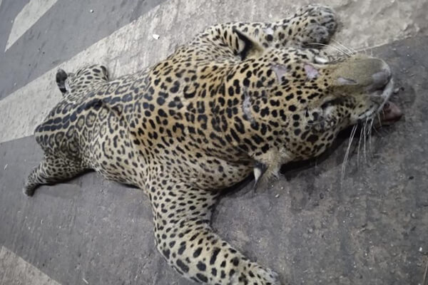 Onça-pintada-é-atropelada-por-caminhão-e-morre-em-Cáceres