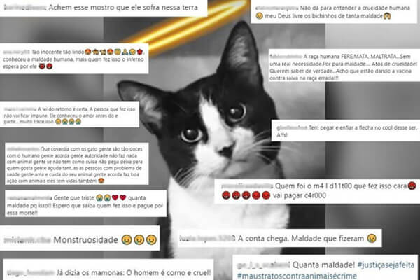 Morte-de-gato-em-MT-gera-revolta-da-web