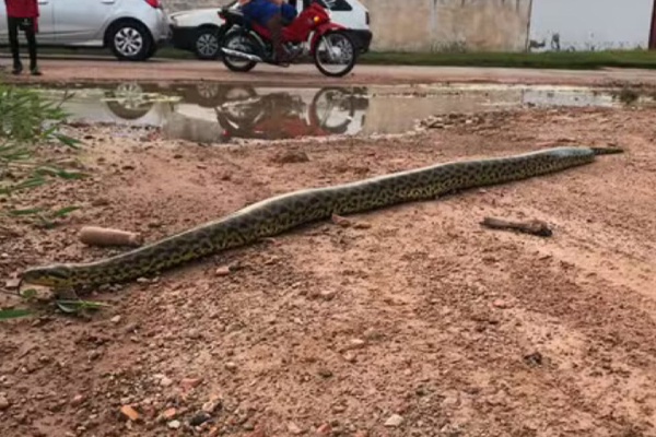 Sucuri amarela passeia em Cáceres após enchente; veja o vídeo