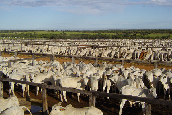 Ministério da Agricultura declara MT livre de aftosa sem necessidade de vacinação