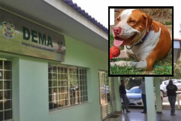 Guarda-Municipal-de-MT-atira-e-mata-cachorro-de-vizinho