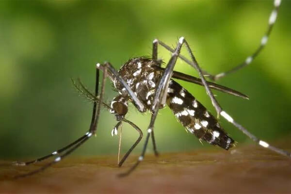 Casos-de-dengue-em-Cáceres-aumentam