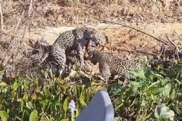Onças brigam por jacaré no Pantanal; veja o vídeo