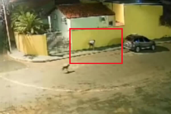 Vídeo-mostra-mulher-espancando-gato-de-vizinha-no-meio-da-rua-em-MT