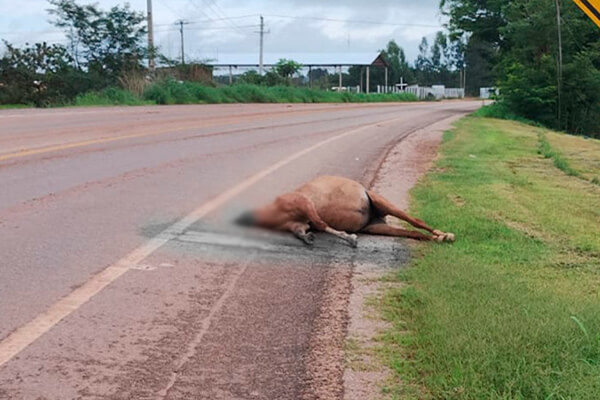 Carro-atropela-cavalo-e-cabeça-de-animal-vai-parar-no-colo-de-passageiro-em-MT