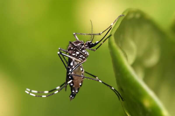 Dengue-matou-8-em-Pontes-e-Lacerda-e-causou-mais-de-3-mil-casos-em-Cáceres