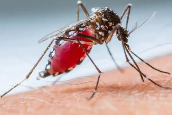 Casos-de-Dengue-e-Chikungunya-Disparam-em-Cáceres