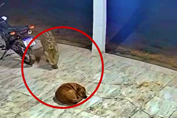 Onça-mata-cachorro-e-assusta-moradores-em-cidade-de-MT