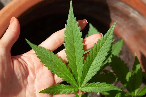 Adolescente-é-pego-com-pé-de-maconha-em-Cáceres