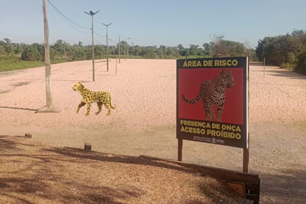 Presença-de-onça-faz-Prefeitura-interditar