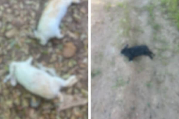 Sede-da-Apae-é-invadida-e-coelhos-usados-em-terapias