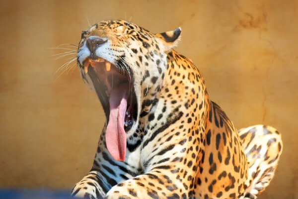 Ao-se-deparar-com-onça-em-estrada-rural-motociclista