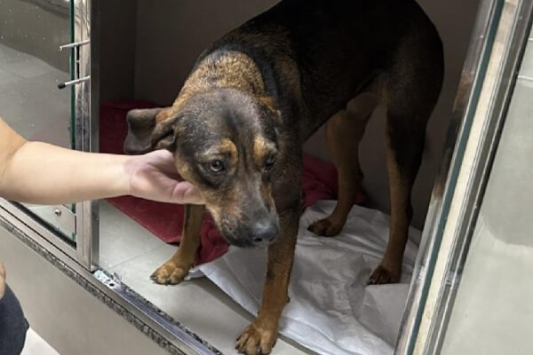 Funcionário-de-posto-é-flagrado-estuprando-cadela