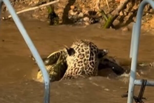Onça-pula-em-rio-e-ataca-jacaré