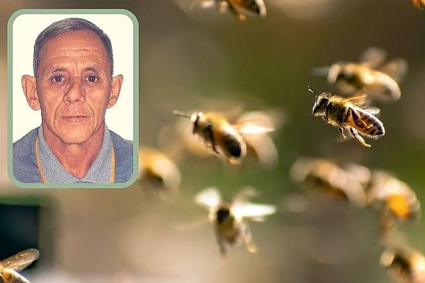 Ataque de abelhas termina em morte de motorista na zona rural de Cáceres