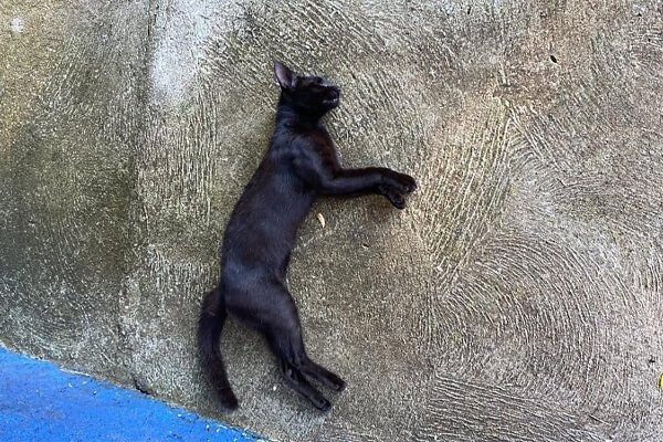 Denúncia-aponta-captura-noturna-e-envenenamento