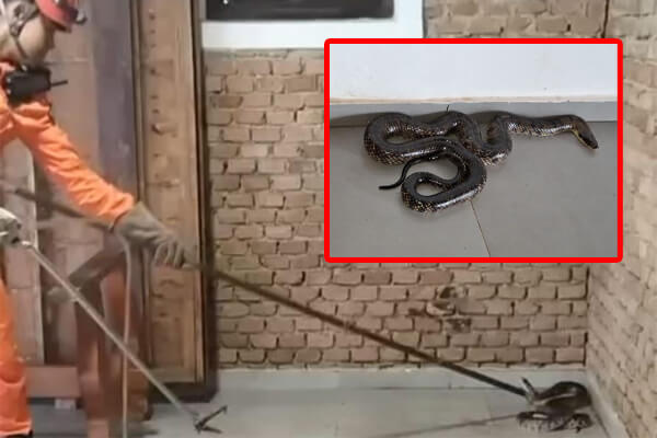 Cobra-de-2,5-metros-é-capturada-em-prédio-público