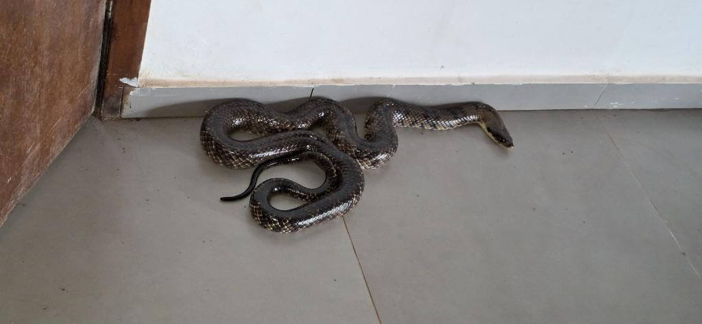 Cobra-de-2,5-metros-&eacute;-capturada-em-pr&eacute;dio