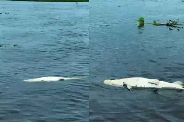 Pescador-registra-peixes-mortos-após-fenômeno-da-decoada