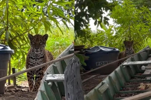 Pescadores-filmam-onça-pintada-se-aproximando