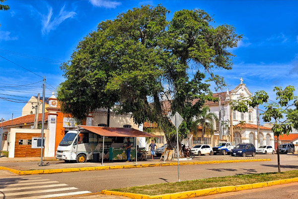 Árvore-centenária-na-Avenida-Sete-de-Setembro-em-Cáceres