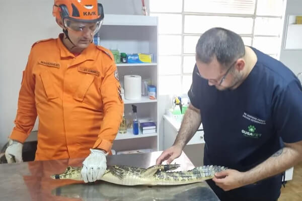 Bombeiros-resgatam-jacaré-em-frente