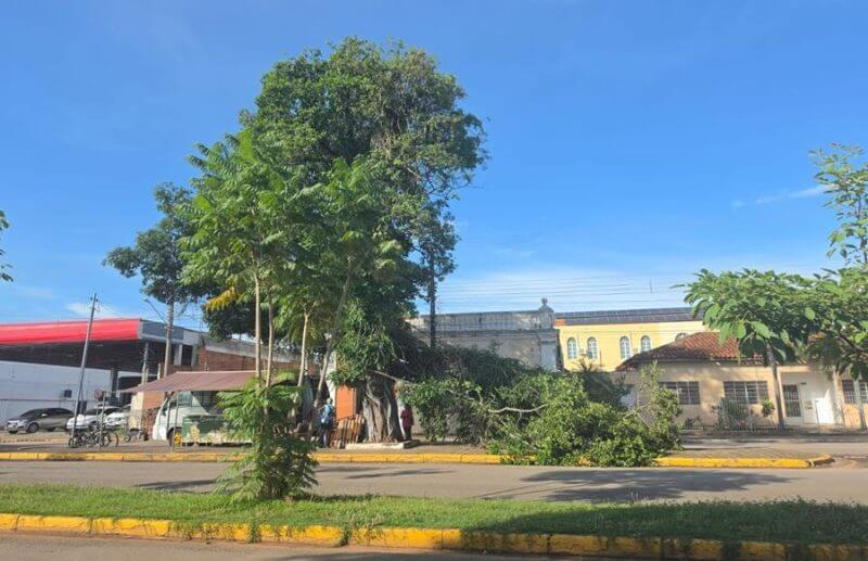 arvore-centenaria-na-avenida-sete-de-setembro-e-removida