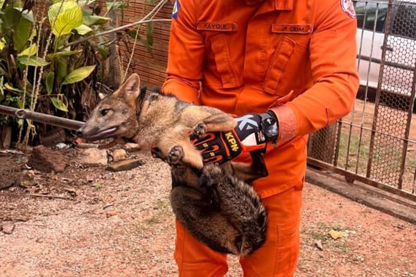 Bombeiros-militares-resgatam-lobete-encontrado