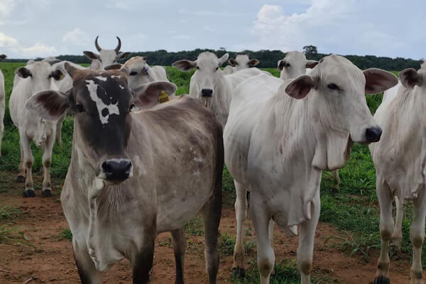 Polo-da-pecuária-Cáceres-amplia-rebanho